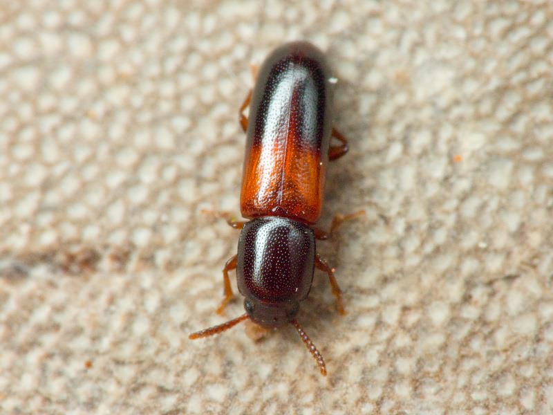 Corticeus fasciatus (Fabricius, 1790)